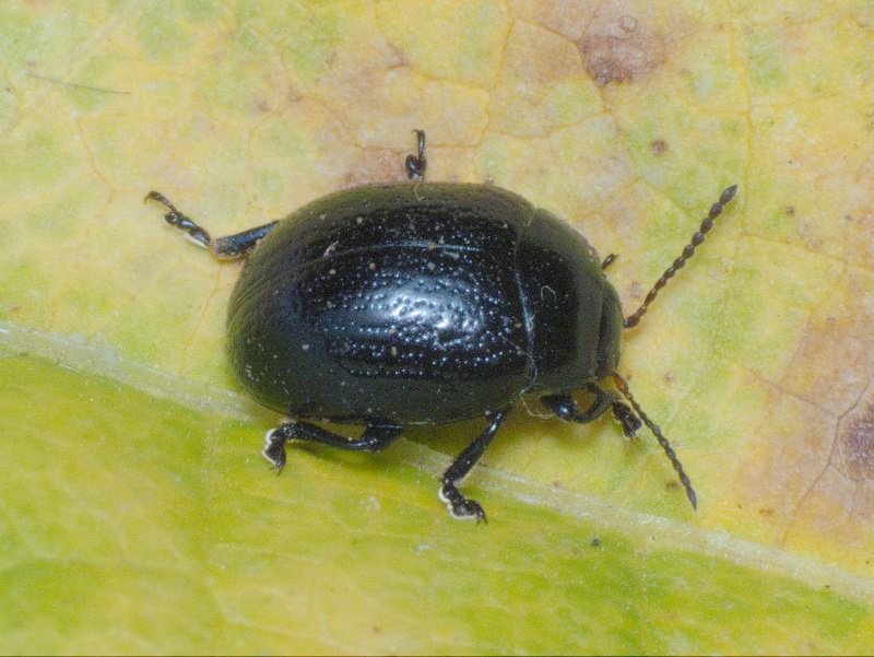Chrysolina haemoptera (Linnaeus, 1758)